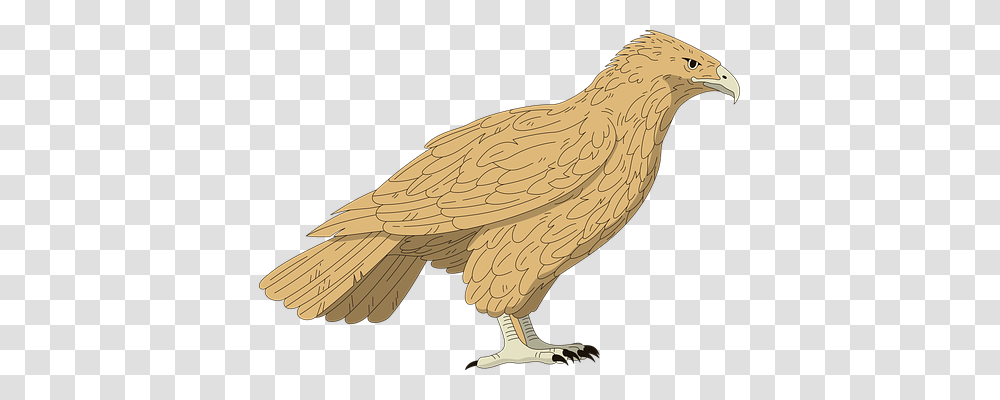Falcon Animals, Bird, Quail, Vulture Transparent Png