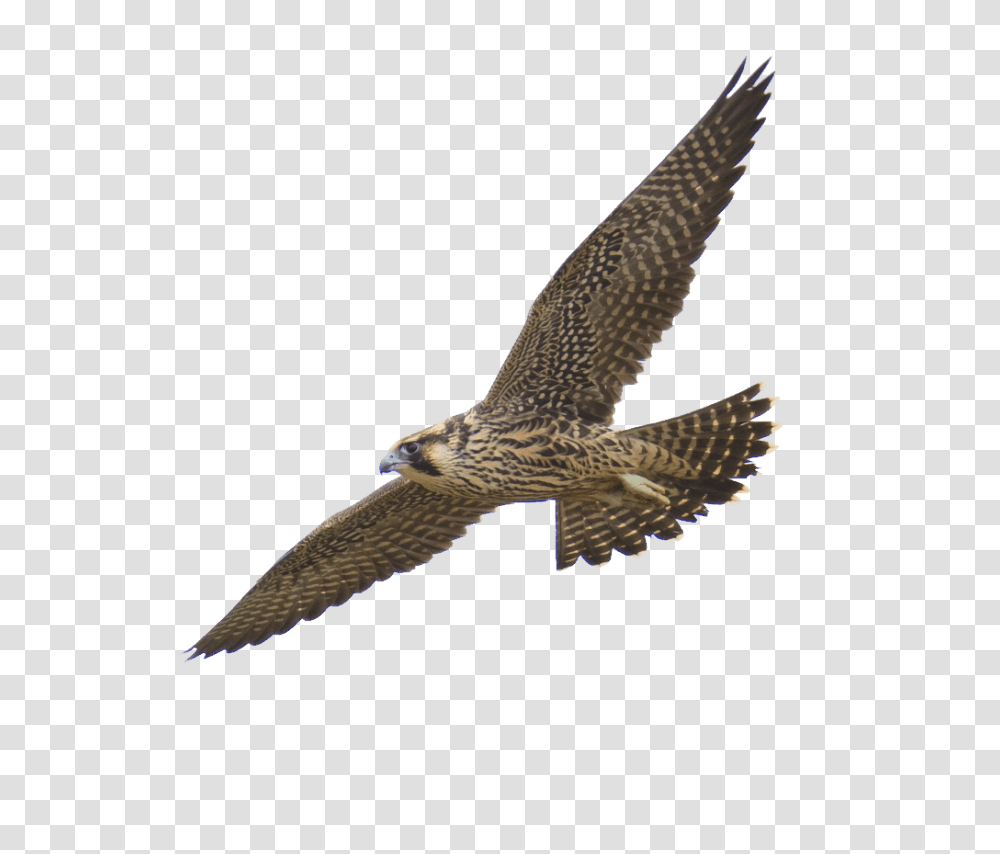 Falcon, Accipiter, Bird, Animal, Buzzard Transparent Png