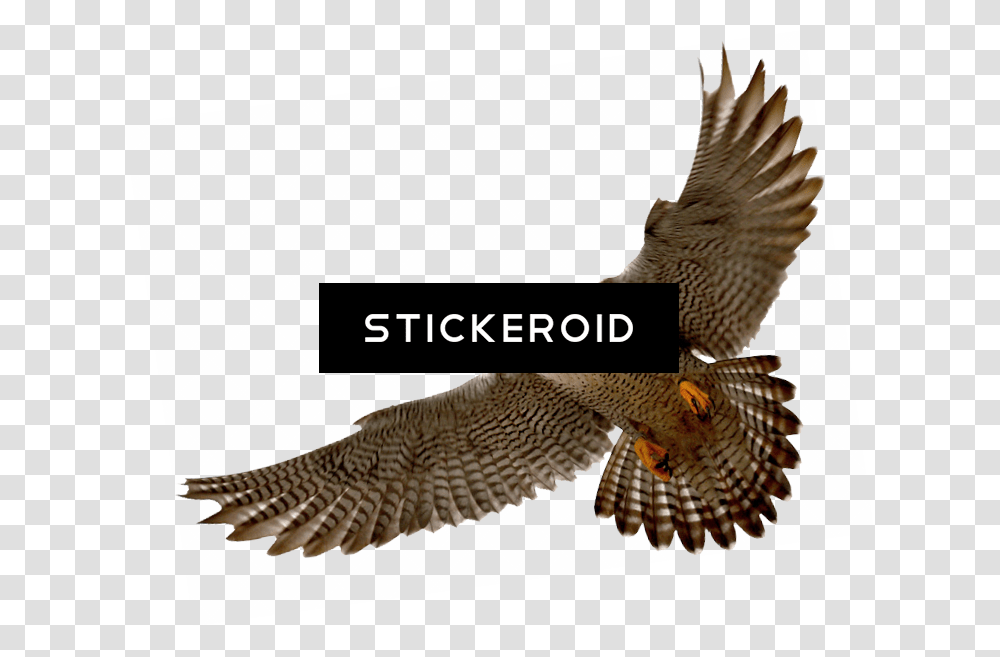 Falcon, Accipiter, Bird, Animal, Kite Bird Transparent Png