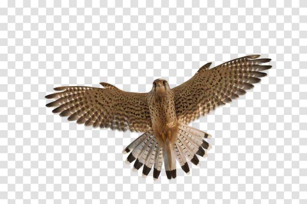 Falcon, Animals, Accipiter, Bird, Hawk Transparent Png
