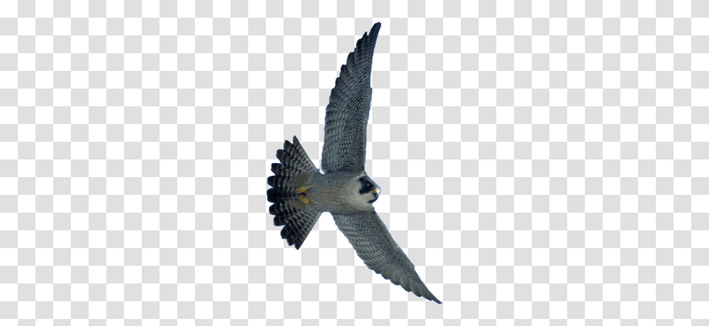 Falcon, Animals, Accipiter, Bird, Hawk Transparent Png
