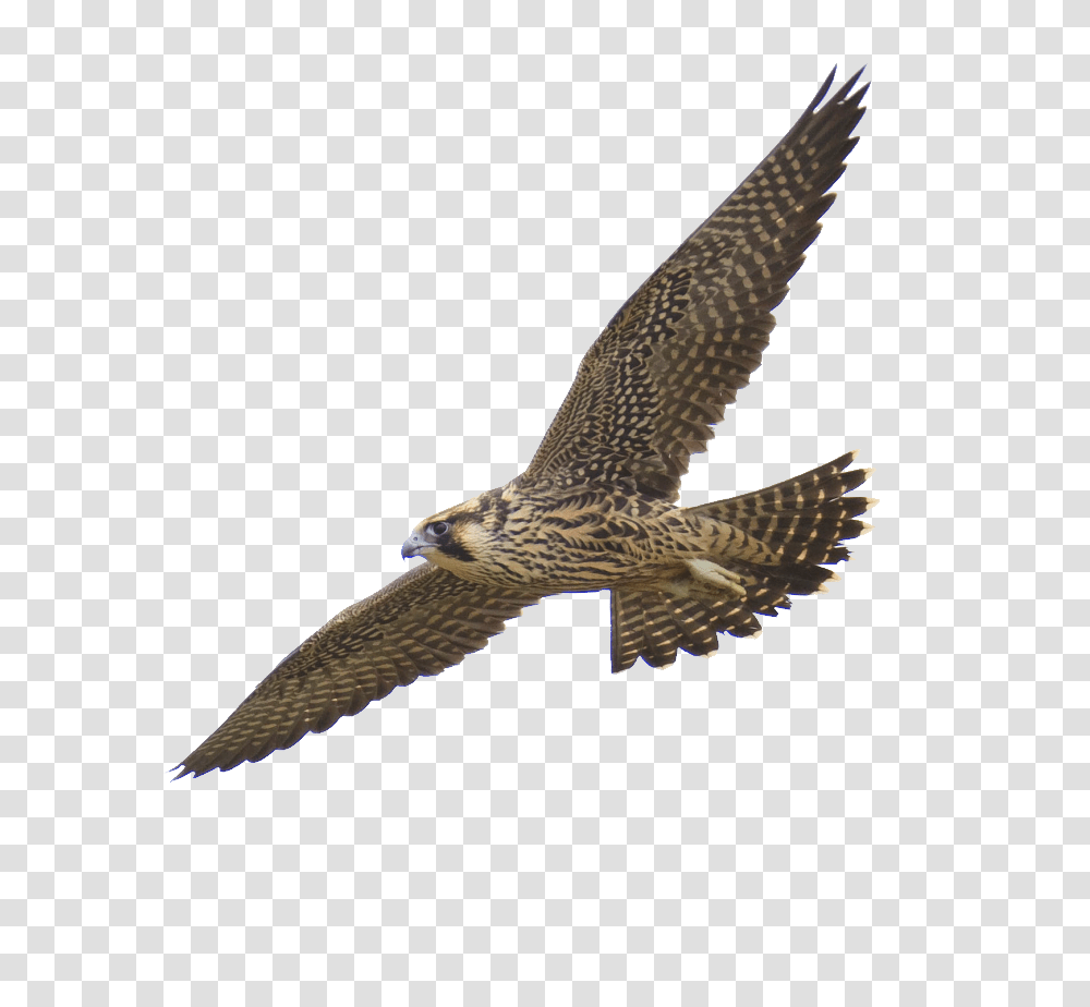 Falcon, Animals, Accipiter, Bird, Kite Bird Transparent Png