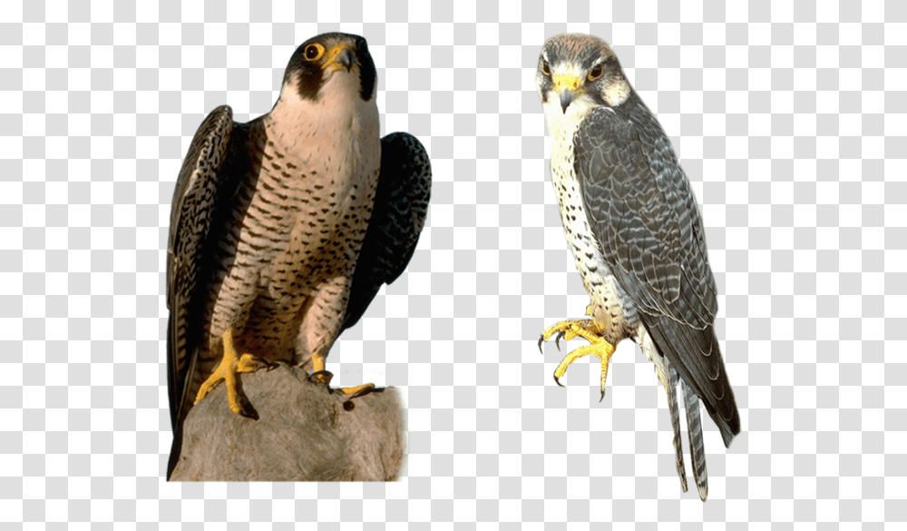 Falcon, Animals, Bird, Accipiter, Buzzard Transparent Png