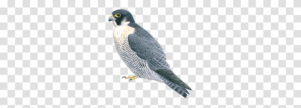 Falcon, Animals, Bird, Accipiter, Hawk Transparent Png