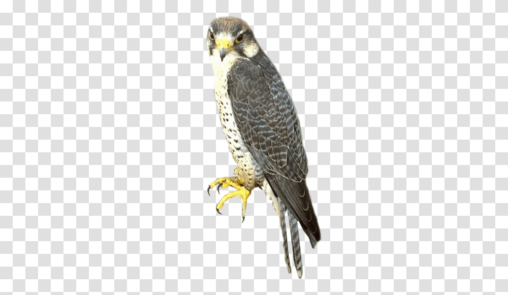 Falcon, Animals, Bird, Accipiter, Kite Bird Transparent Png
