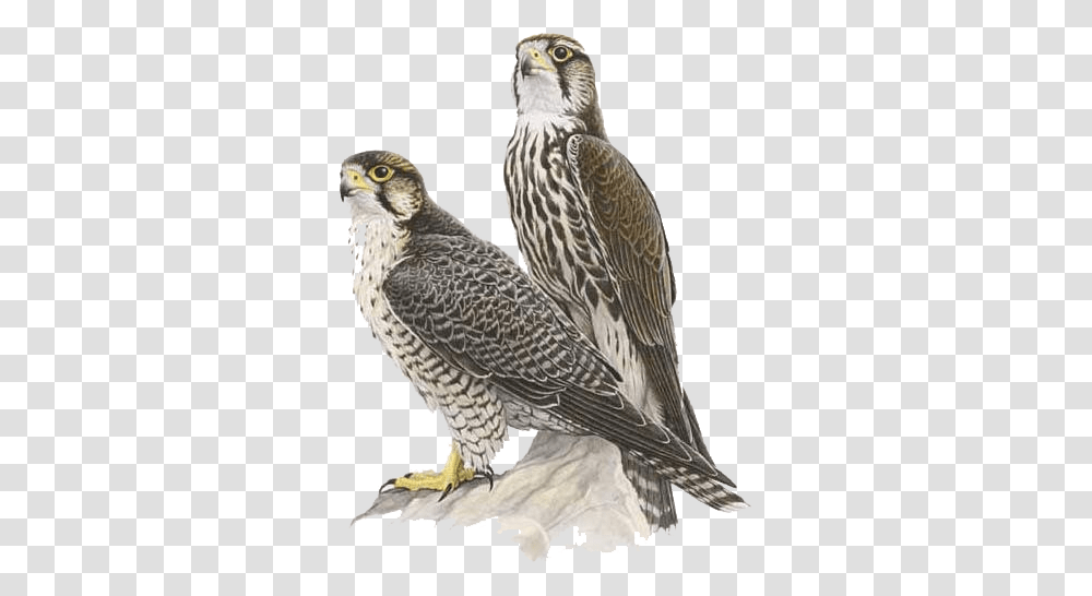 Falcon, Animals, Bird, Accipiter, Kite Bird Transparent Png