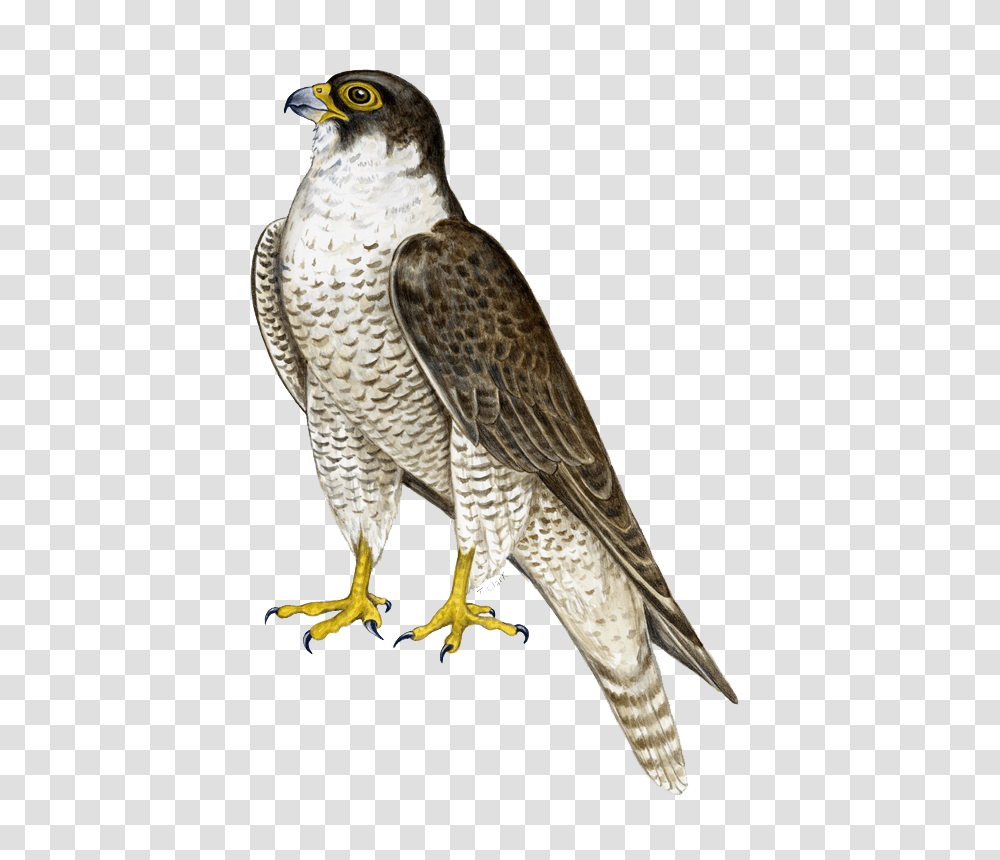 Falcon, Animals, Bird, Buzzard, Hawk Transparent Png
