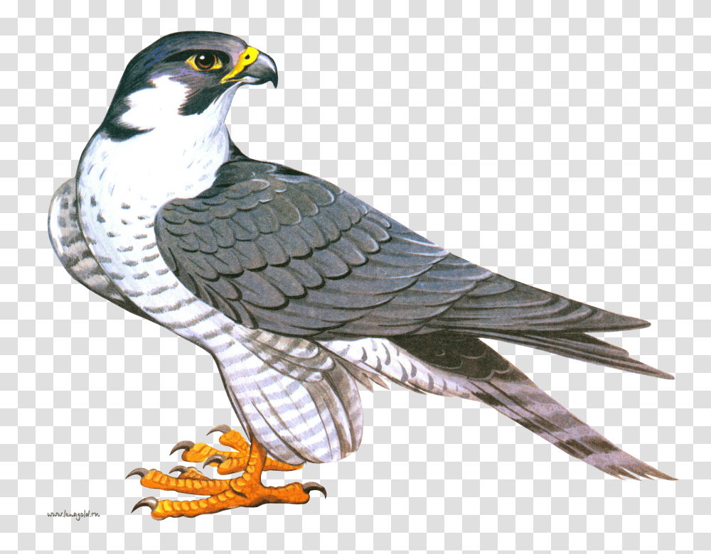 Falcon, Animals, Bird, Hawk, Buzzard Transparent Png