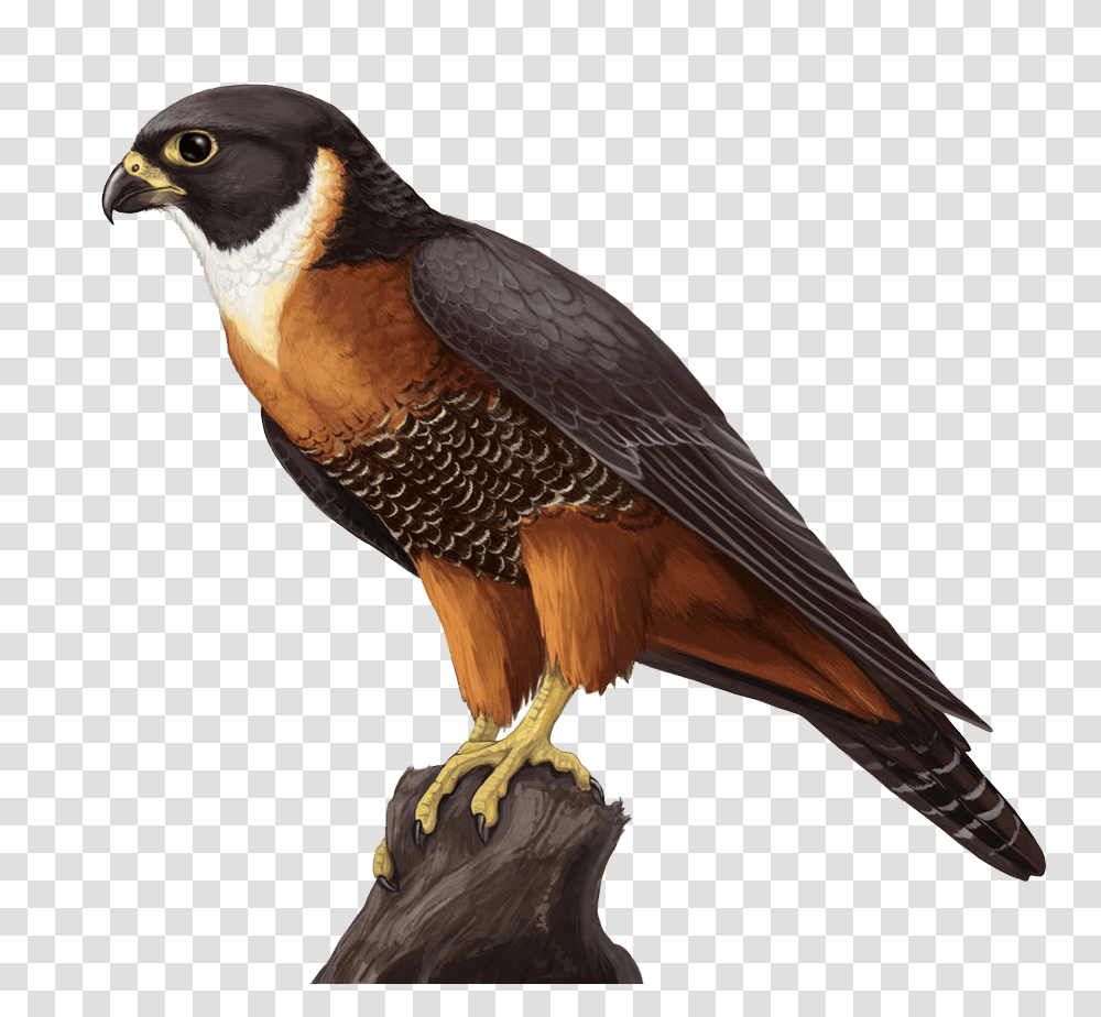 Falcon, Animals, Bird, Hawk, Kite Bird Transparent Png