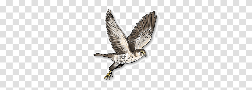 Falcon, Animals, Bird, Kite Bird, Accipiter Transparent Png