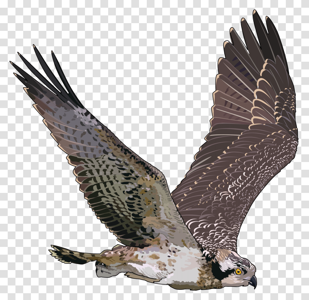 Falcon, Animals, Bird, Vulture, Buzzard Transparent Png