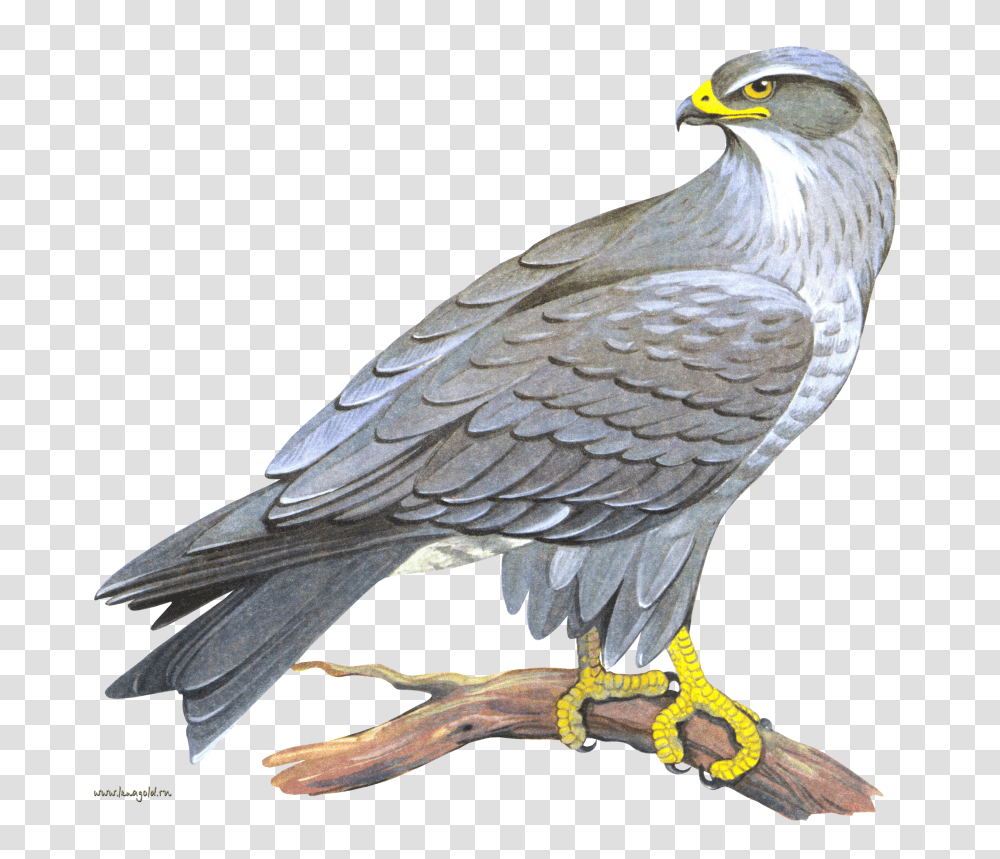 Falcon, Animals, Bird, Vulture, Kite Bird Transparent Png