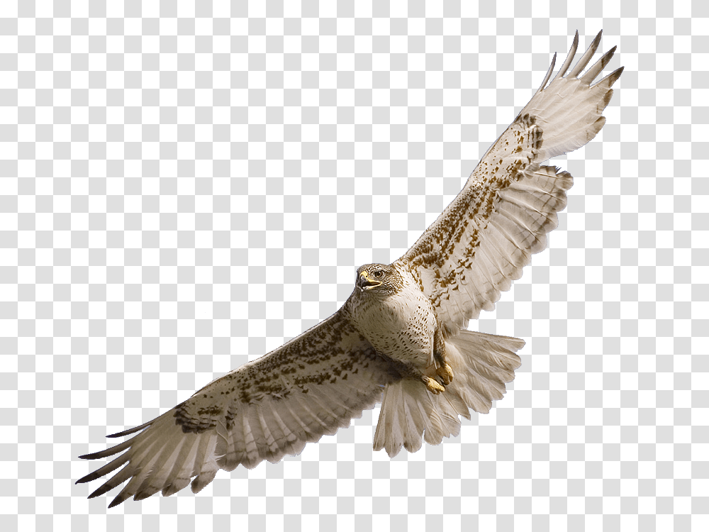 Falcon, Animals, Buzzard, Hawk, Bird Transparent Png