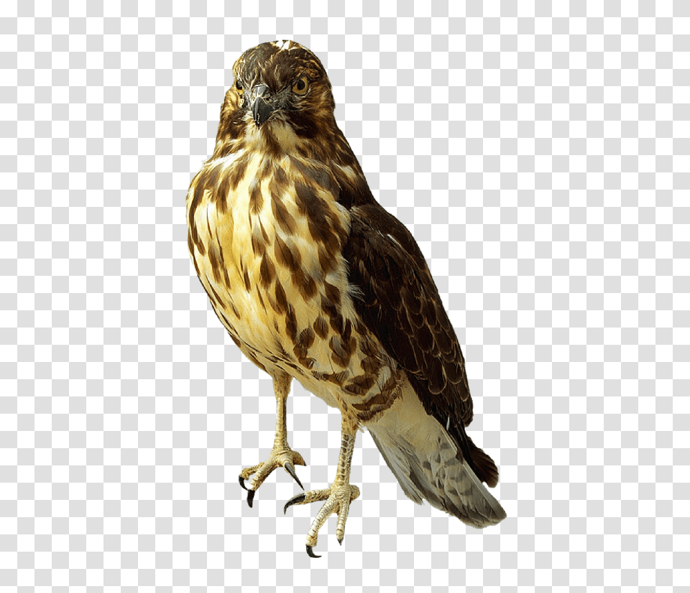 Falcon, Animals, Buzzard, Hawk, Bird Transparent Png