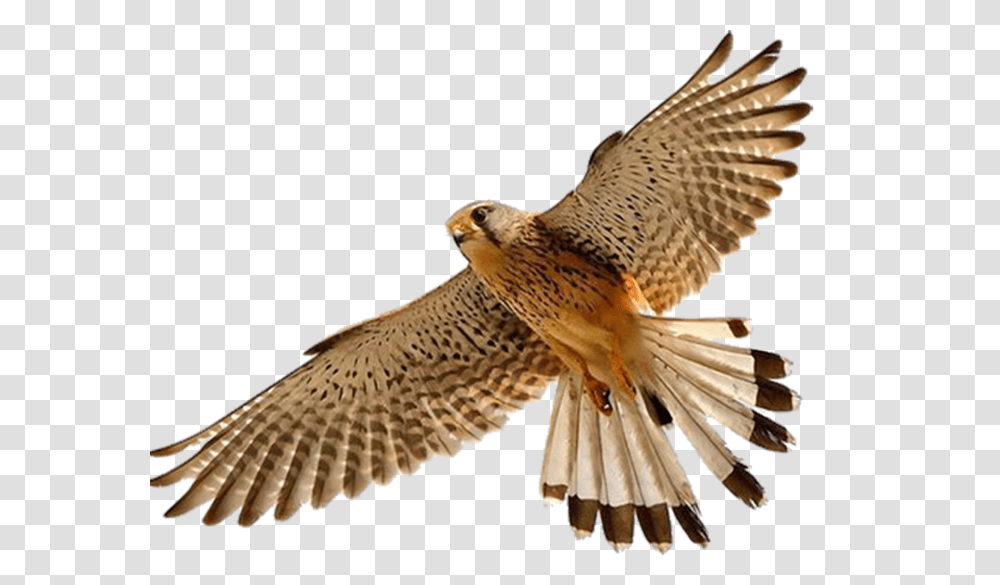 Falcon, Animals, Hawk, Bird, Accipiter Transparent Png
