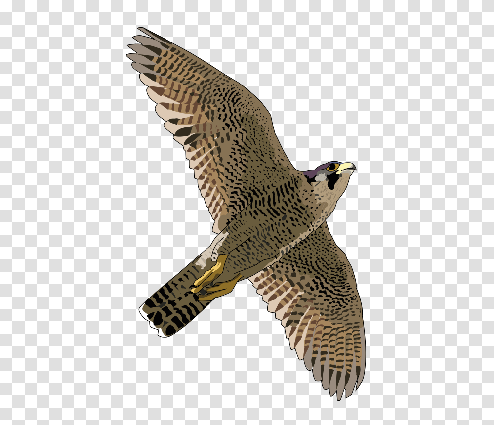 Falcon, Animals, Hawk, Bird, Buzzard Transparent Png