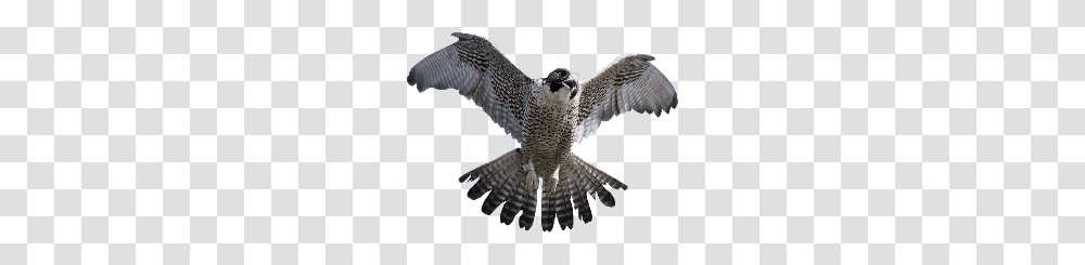 Falcon, Animals, Hawk, Bird, Kite Bird Transparent Png