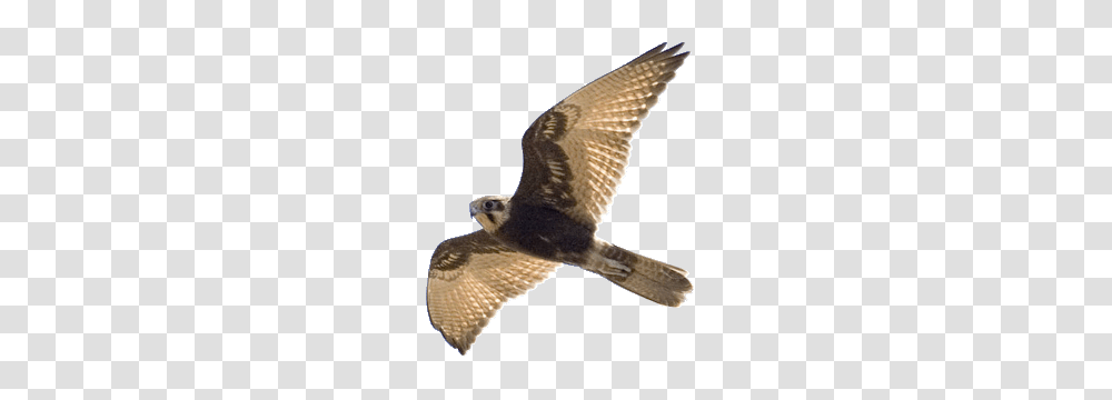 Falcon, Animals, Kite Bird, Accipiter, Hawk Transparent Png