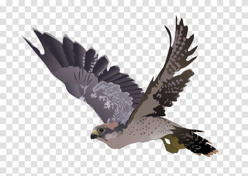 Falcon, Animals, Kite Bird, Hawk, Buzzard Transparent Png