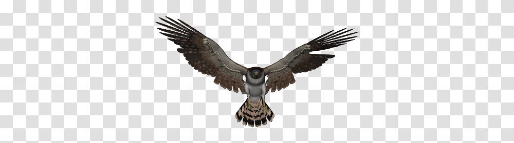 Falcon, Animals, Kite Bird, Vulture, Flying Transparent Png