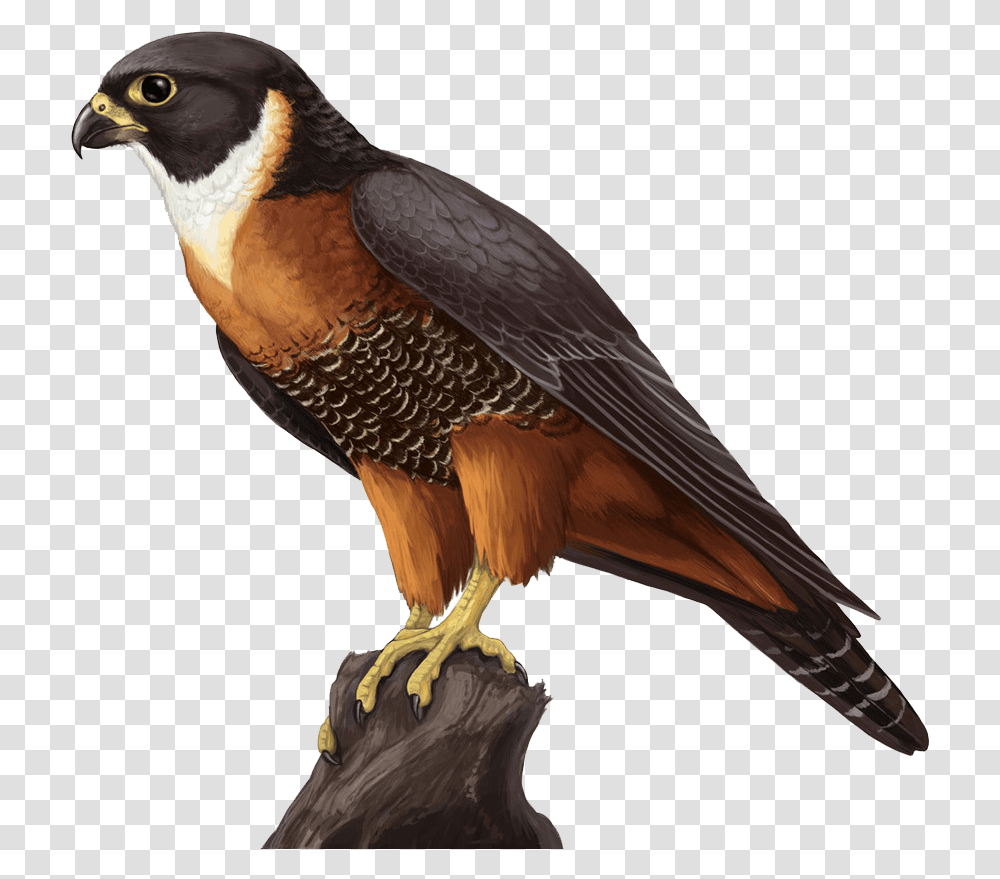 Falcon, Bird, Animal, Hawk, Accipiter Transparent Png