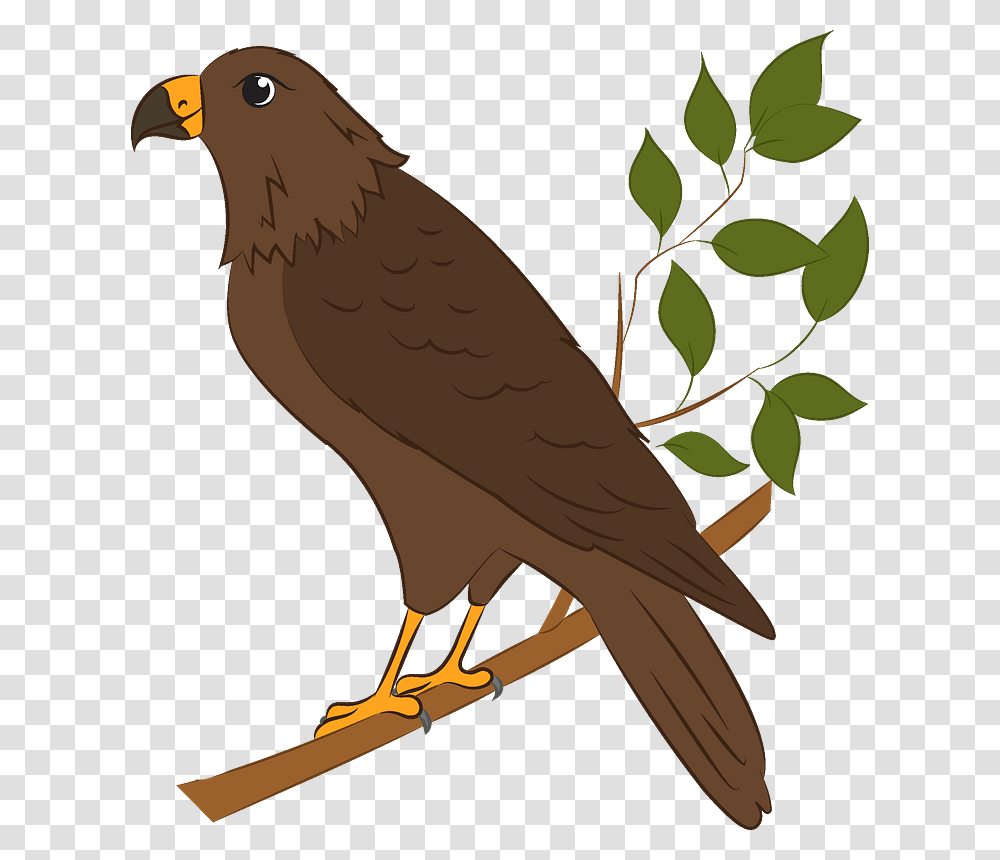 Falcon, Bird, Animal, Kite Bird, Beak Transparent Png
