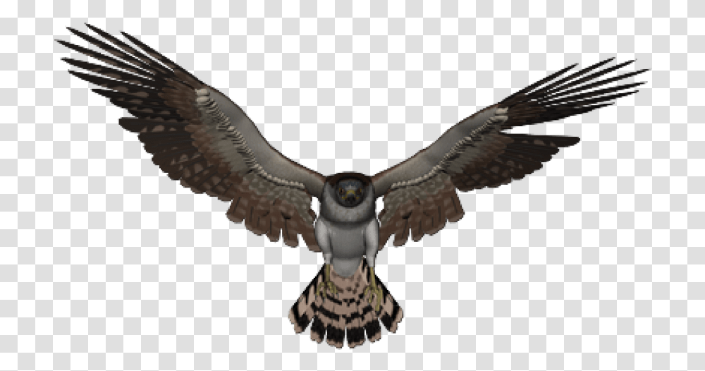 Falcon, Bird, Animal, Kite Bird, Hawk Transparent Png