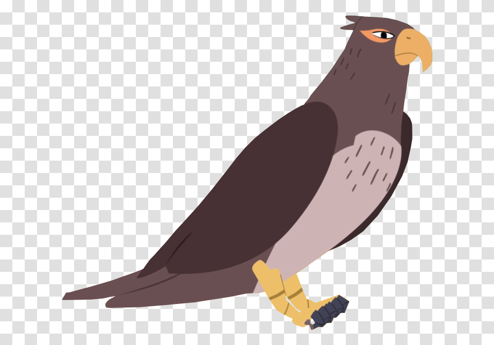 Falcon, Bird, Animal, Puffin, Vulture Transparent Png