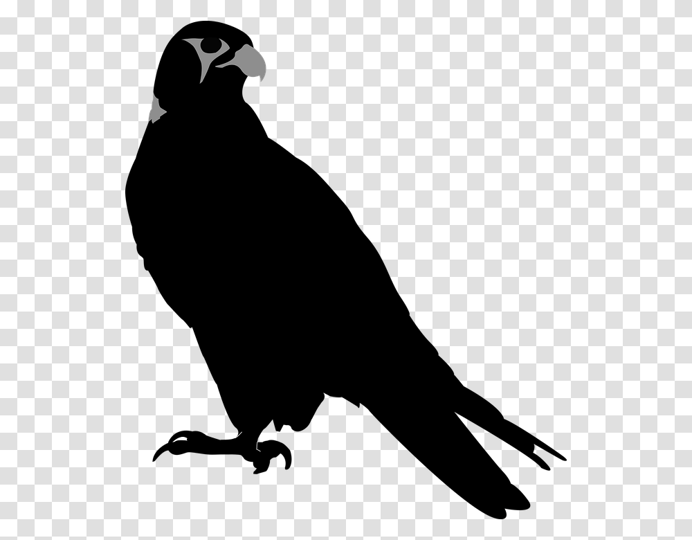 Falcon Bird Hawk Perching Perch Stare Hawk Silhouette, Outdoors, Nature, Astronomy Transparent Png
