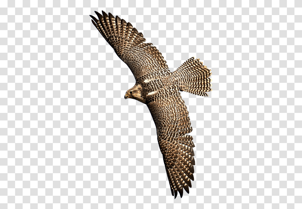 Falcon Bird Of Prey Wild Hawk Birds Of Prey Cartoon, Lizard, Reptile, Animal, Buzzard Transparent Png