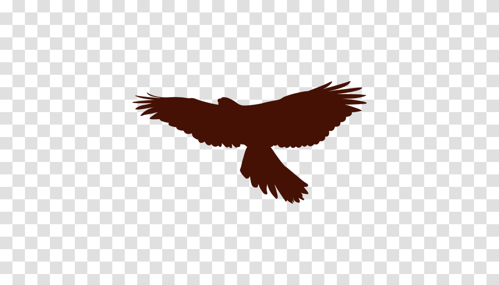 Falcon Bird Silhouette, Flying, Animal, Eagle, Blackbird Transparent Png