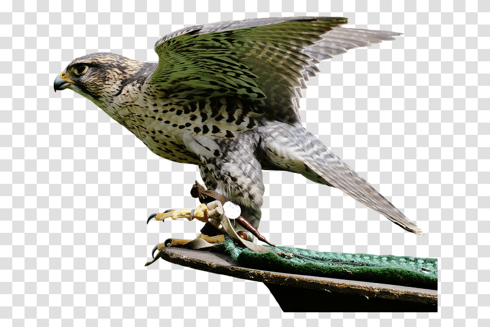 Falcon Birds Images Bird Of Prey, Animal, Accipiter, Buzzard, Hawk Transparent Png