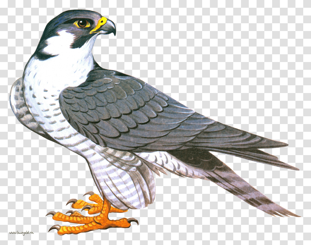 Falcon Clip Art Falcon Transparent Png