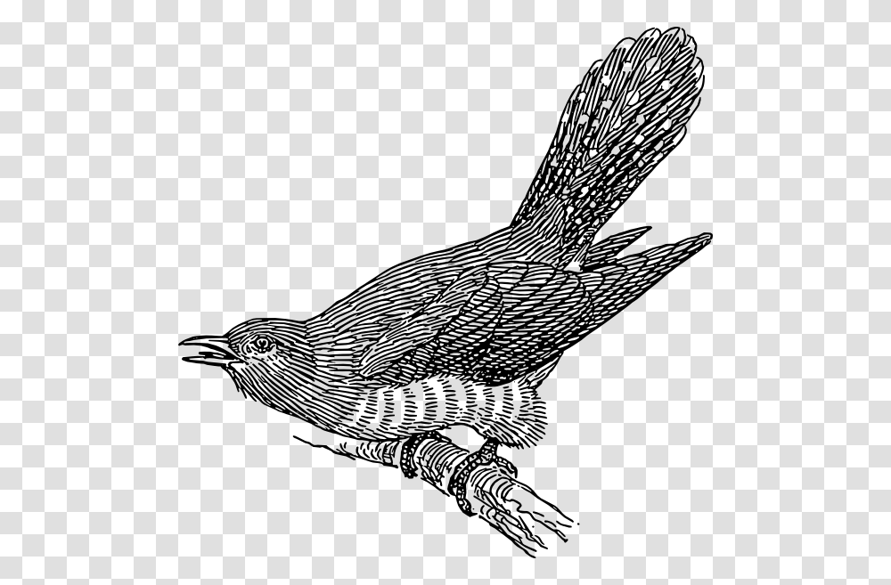 Falcon Clipart Cuckoo Bird Falcon Cuckoo Bird Free, Animal, Blackbird, Agelaius, Hook Transparent Png