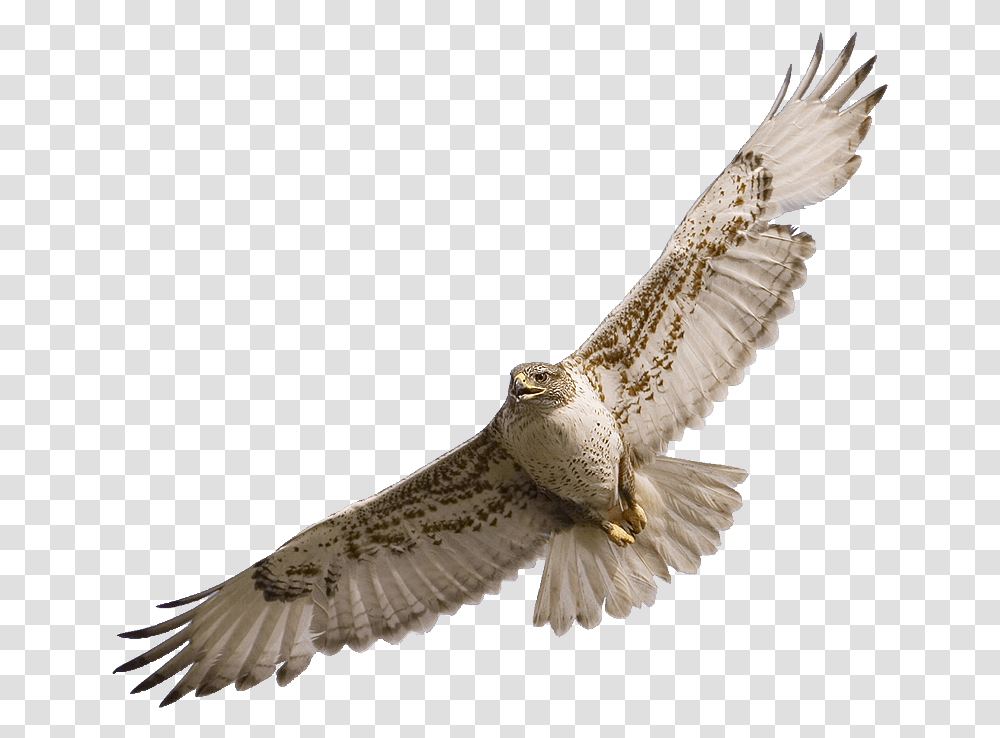 Falcon Clipart Hawk Flying, Bird, Animal, Buzzard, Kite Bird Transparent Png