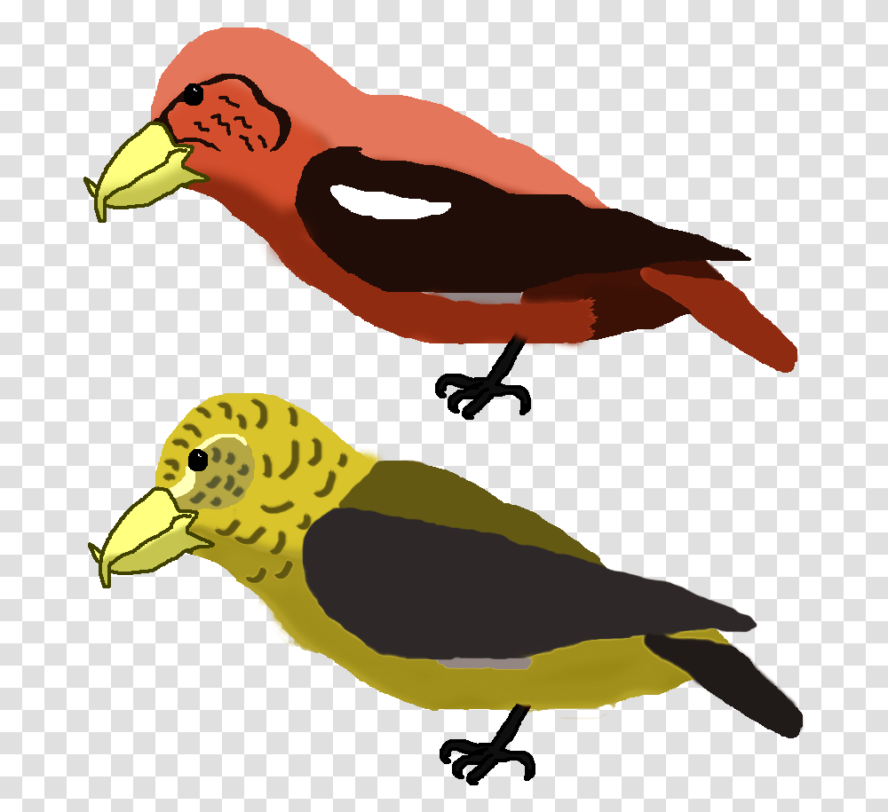 Falcon Clipart Oriole Bird Fandom, Beak, Animal, Parrot Transparent Png