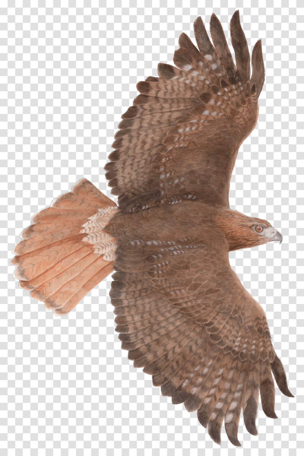 Falcon Clipart Red Tailed Hawk Hawks Transparent Png