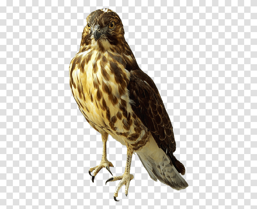 Falcon Falcon, Buzzard, Hawk, Bird, Animal Transparent Png
