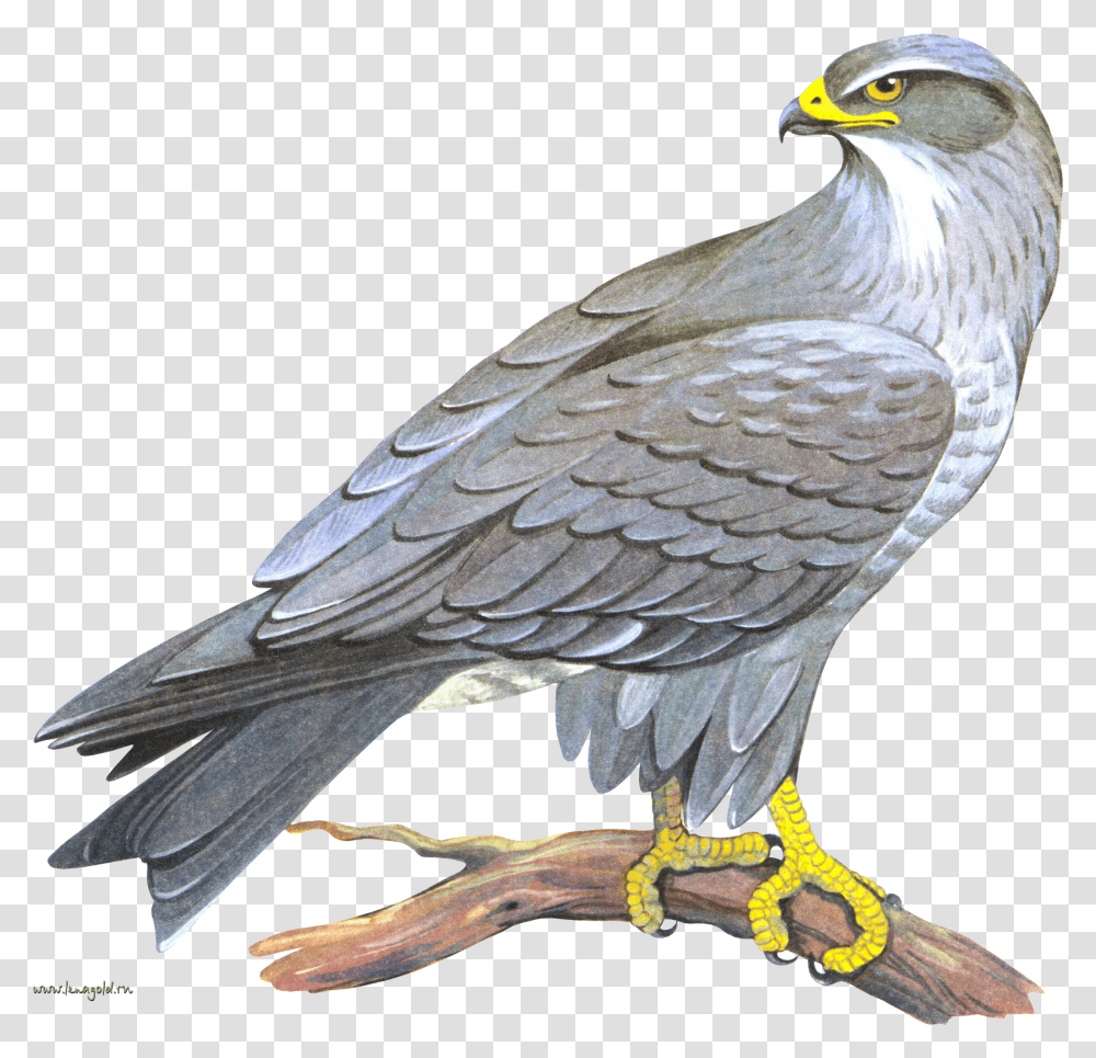 Falcon Falcon Transparent Png