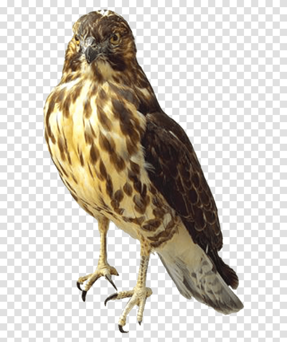 Falcon, Hawk, Bird, Animal, Buzzard Transparent Png