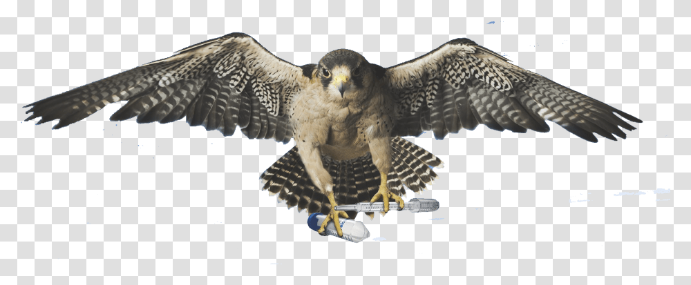 Falcon, Hawk, Bird, Animal, Buzzard Transparent Png