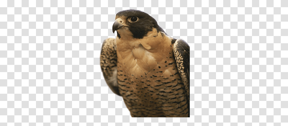 Falcon Icon Northwest Territories National Animal, Hawk, Bird, Buzzard, Vulture Transparent Png