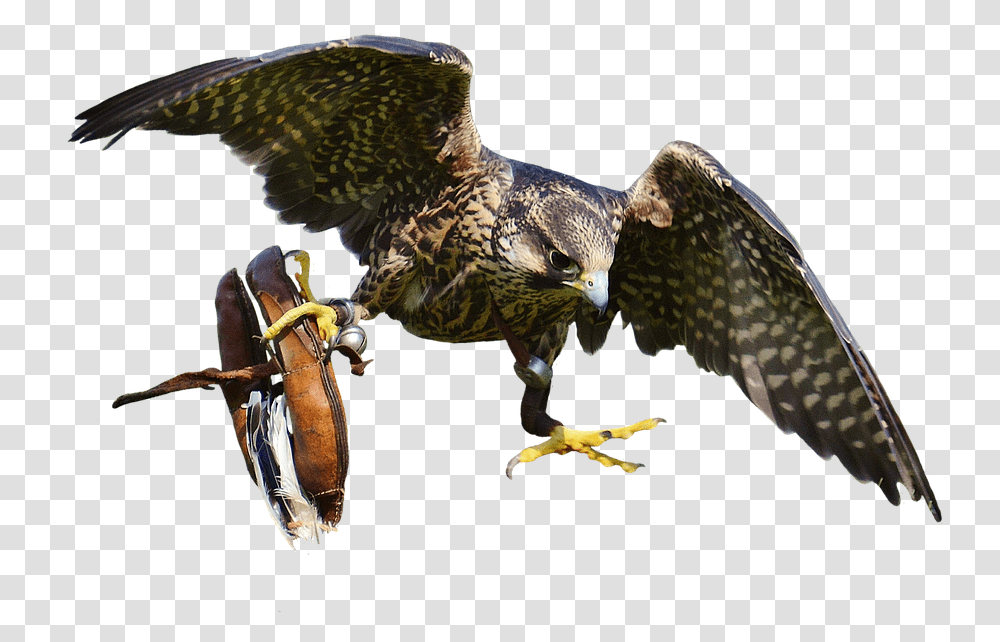 Falcon Image Falcon Bird, Accipiter, Animal, Buzzard, Hawk Transparent Png