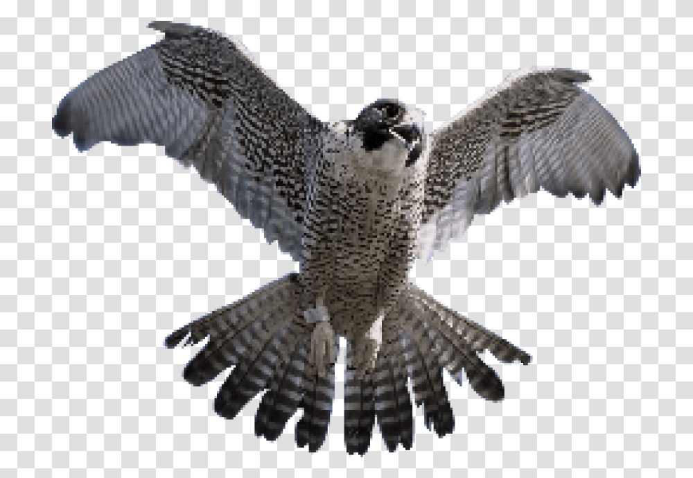 Falcon Images King Sindbad And The Falcon, Hawk, Bird, Animal, Buzzard Transparent Png