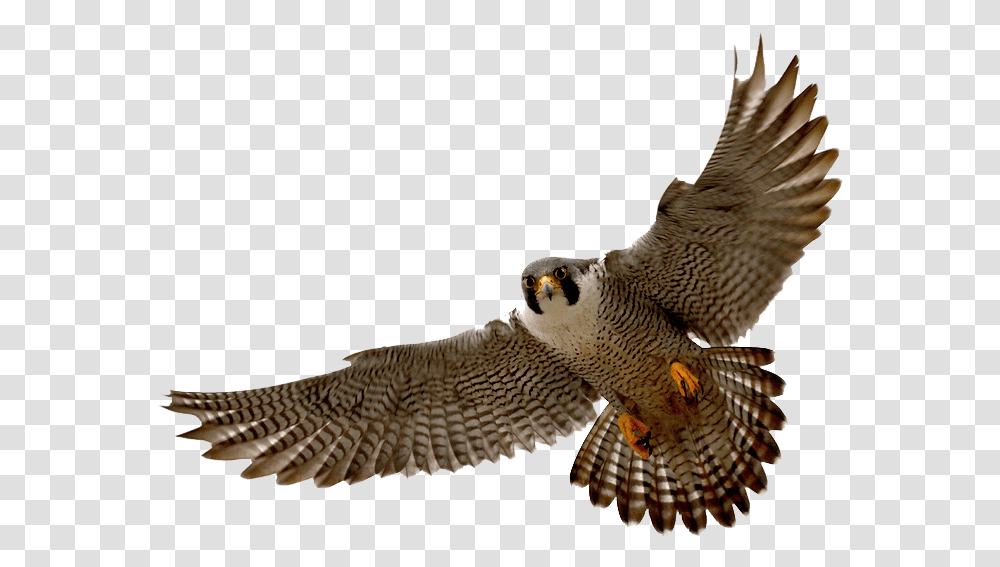 Falcon Peregrine Falcon, Accipiter, Bird, Animal, Hawk Transparent Png