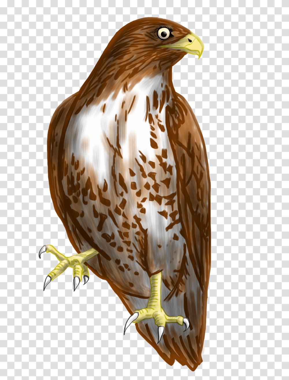 Falcon Picture Hawk Clipart Background, Bird, Animal, Buzzard, Vulture Transparent Png