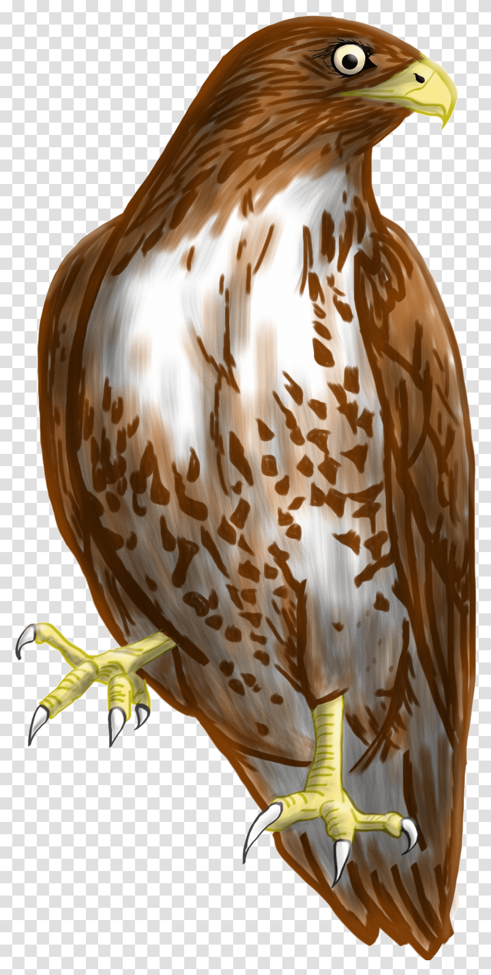 Falcon Picture Hawk Clipart, Bird, Animal, Plant, Food Transparent Png