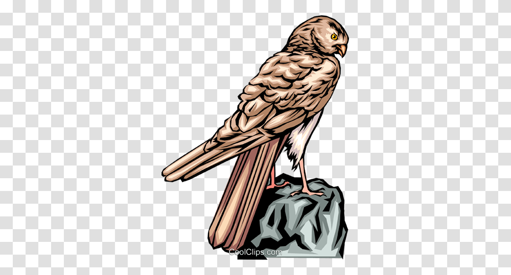 Falcon Royalty Free Vector Clip Art Illustration, Bird, Animal, Vulture, Sparrow Transparent Png