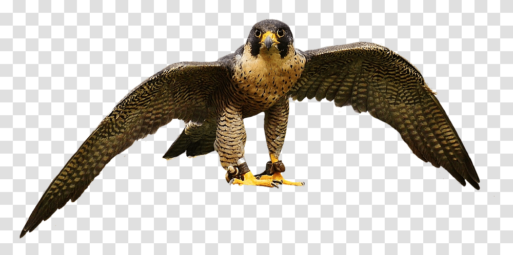 Falcon Wing Bird Of Prey Bird Peregrine Falcon, Accipiter, Animal, Buzzard, Hawk Transparent Png
