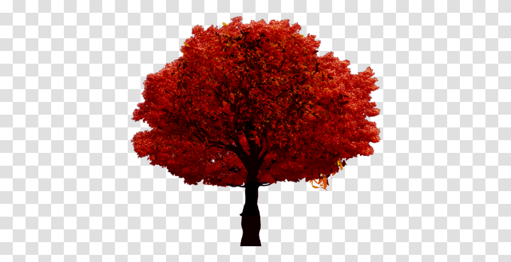 Fall Autumn Tree Arbre Sur Fond Blanc, Plant, Maple Transparent Png